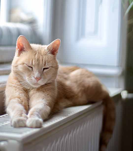 cat sleeping on heater