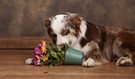 5 Common Dog Behaviour Problems and How To Correct Them