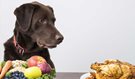 What Foods Provide Your Dog with the Best Nutrition?