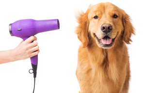 The Beginner’s Dog Grooming Guide