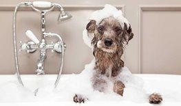  Dog Hygiene Tips in 3 Easy Ways