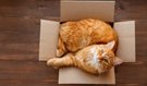 How to Make Moving House Easy with Your Pet