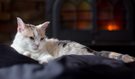 Tips to Keep Your Pets Warm and Happy Over Winter