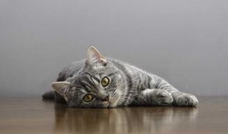 What’s Wrong With My Cat? 5 Common Health Problems