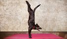  Latest Pet Trend - Dog Yoga