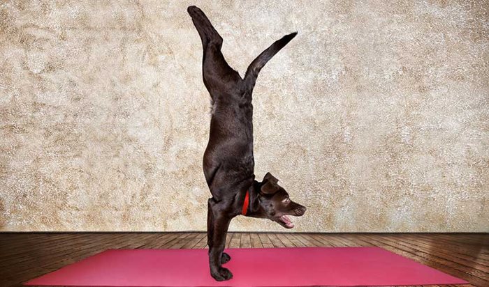 But First, Yoga : Funny Doga Yoga Positions, Yoga Gifts for Yoga