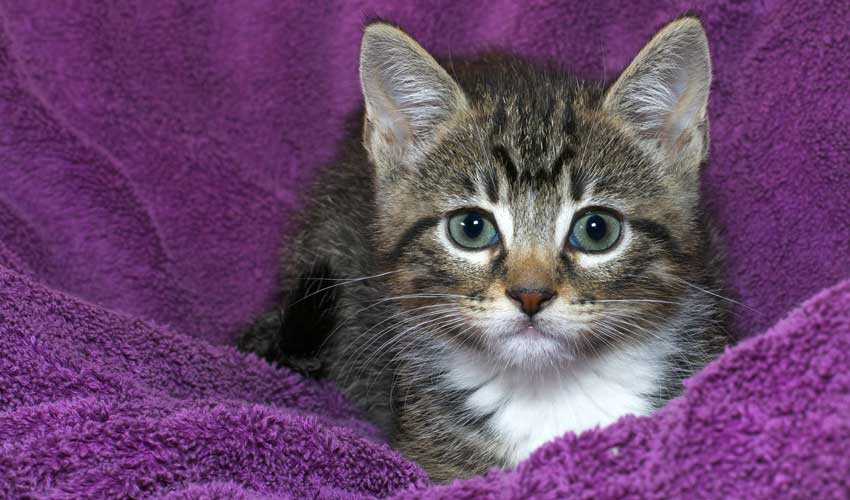 bringing in a new cat to a home with a cat