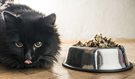 What’s the Best Food to Keep Your Cat Happy and Healthy?