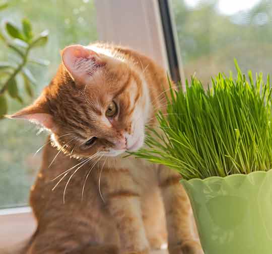 cat sniffing grass