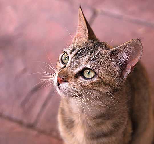 stripy cat