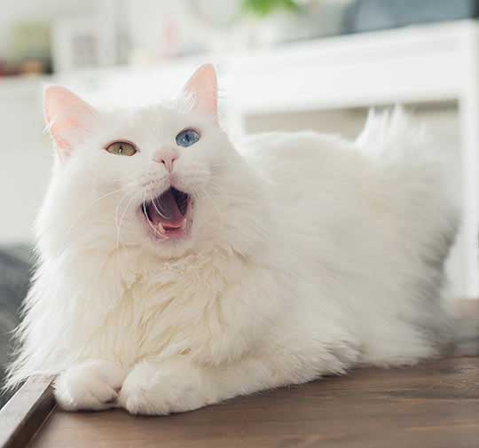 white cat