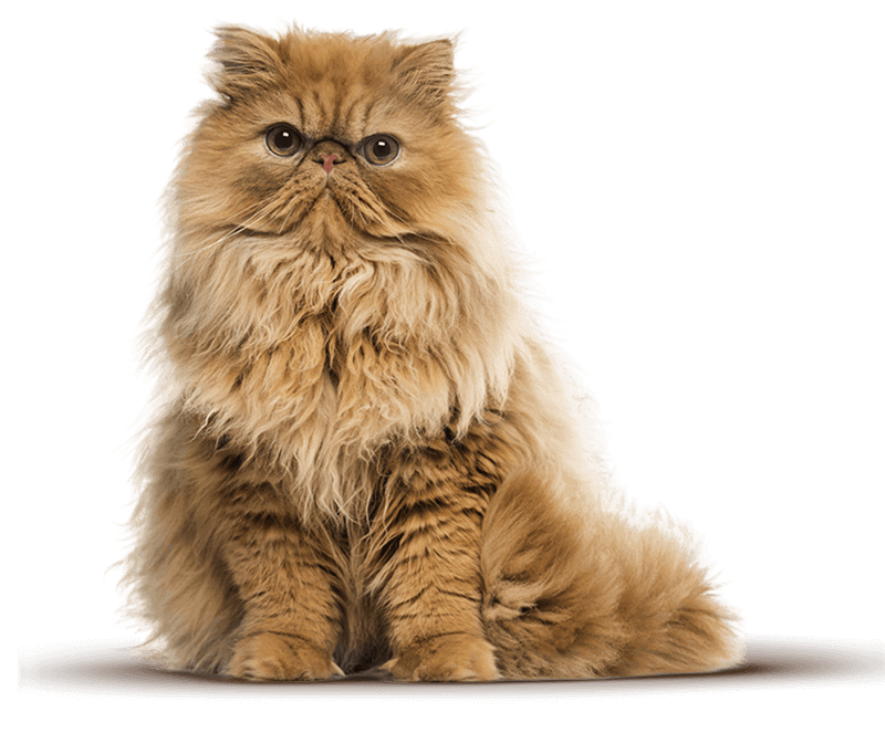 Pet Insurance Comparison with Prime Pet Insurance Pet Insurance Comparison with Prime Pet Insurance