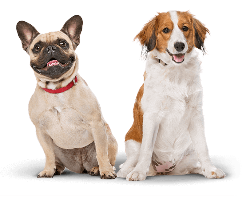 Pet Dental Insurance with Prime Pet Insurance